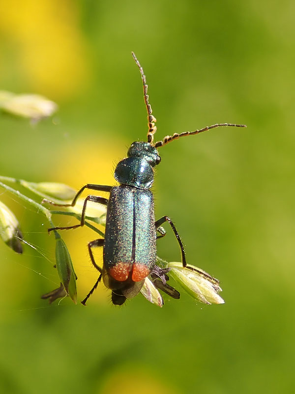 Malachidae: Malachius australis, maschio